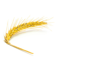 Rye grass. Whole, barley, harvest wheat sprouts. Wheat grain ear or rye spike plant isolated on...
