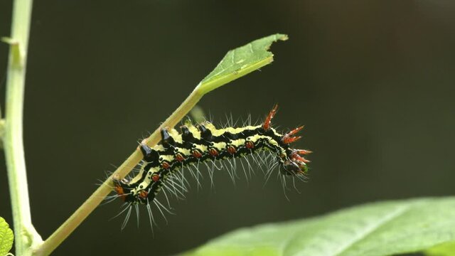 Caterpillar and fly fighting on green plant. 