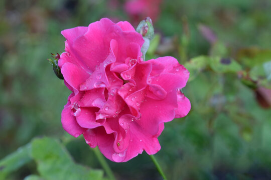 Dagmar Spath Rose