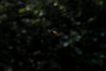 Pająk spider 