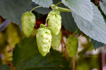 Hop Bunch 01