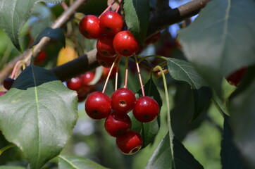 red berries on a branch