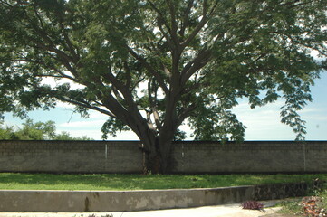 Frondoso.