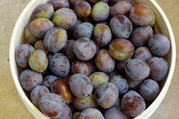 Bucket O Plums 06