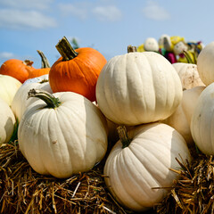 Piled High with Pumpkins