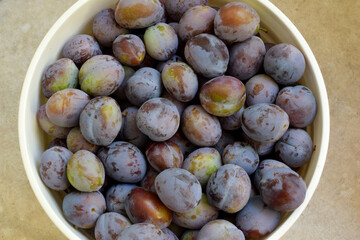 Bucket O Plums 08