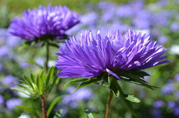 Obraz premium flower