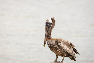 pelican on the beach