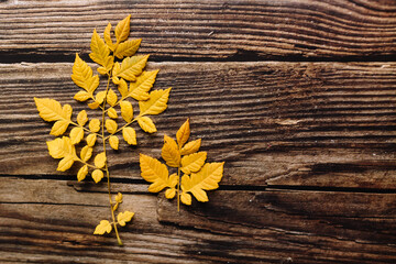 Top view of several yellow leaves in dark rustic wooden background. Leaves on vintage wooden table with copy space. Autumn and still life concept.