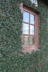 window with ivy
