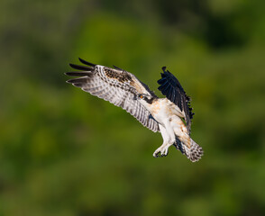 Juvenile Osprey in Flight on Green Background
