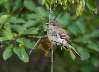 Eastern Phoebe Perched on a Tree Branch  