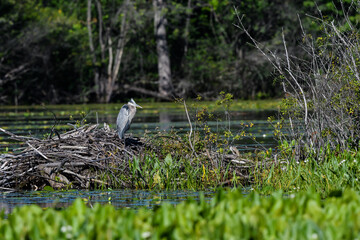 Great Blue Heron Standing on the Logs