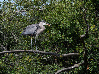 Great Blue Heron Standing on the Tree Branch