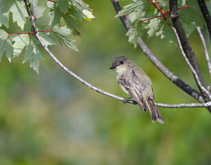 Eastern Phoebe Perched on a Tree Branch  