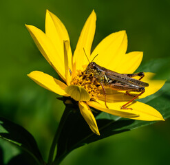 Differential Grasshopper on Yellow Flower against Green Background