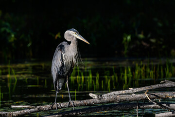Great Blue Heron  Standing on the Log on Dark Green Background