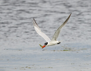 Caspian Tern with Fish in Flight 