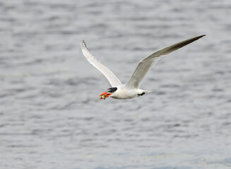 Caspian Tern with Fish in Flight 