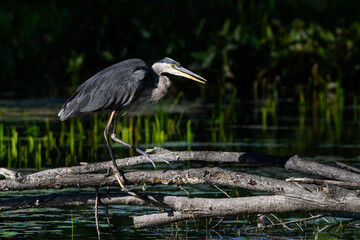 Great Blue Heron  Standing on the Log on Dark Green Background