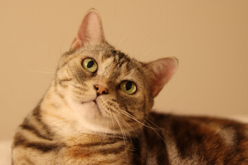 首をかしげるキュートな猫のアメリカンショートヘア
American shorthair, a cute...