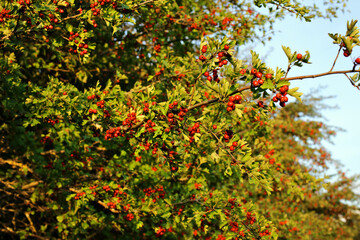 Hawthorn (Crataegus) fruits in late summer and autumn