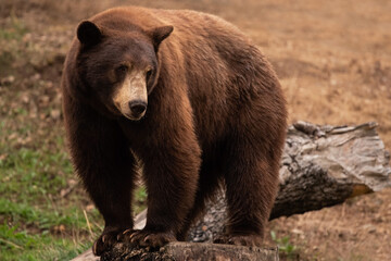 Fototapeta na wymiar Black Bear Standing Tall and Watching