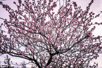 almond tree in spring 