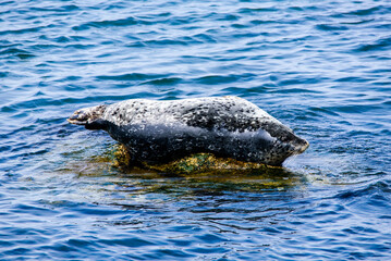 Naklejka premium Seal laying on a rock in Monterey bay