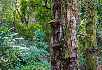 Tree trunks at the tropical rain forest, Rio de Janeiro
