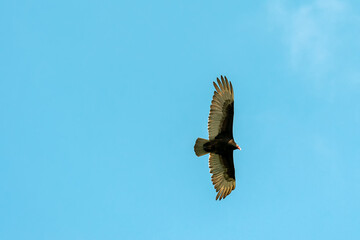 Vulture in flight against a clear blue sky