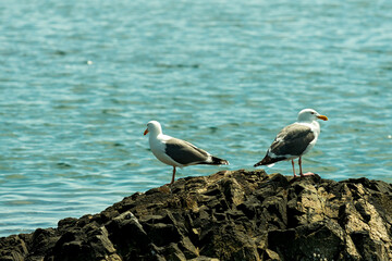 Two seagulls on a rock facing opposite directions