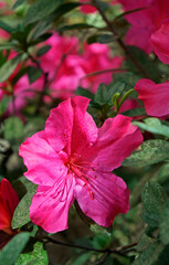 Pink Azaleas in the garden