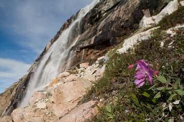 Fireweed and Waterfall, Disko Bay, Greenland