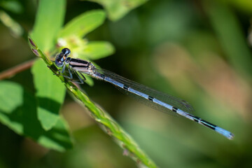A female Familiar Bluet (Enallagma civile) perches on a sprig of grass.