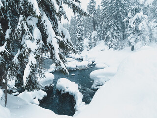 snow covered trees in the forest