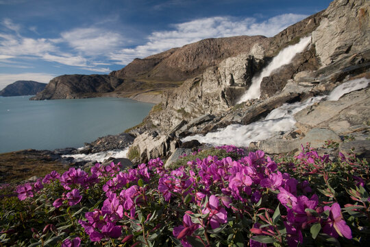 Fireweed And Waterfall, Disko Bay, Greenland