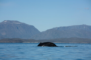 Fototapeta premium Humpback Whale, Greenland