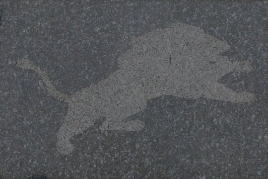 lion on asphalt