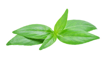 Obraz premium Andrographis paniculata plant on white background