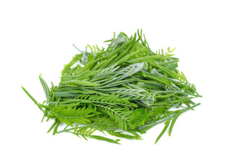 Acacia vegetables isolated on a white background