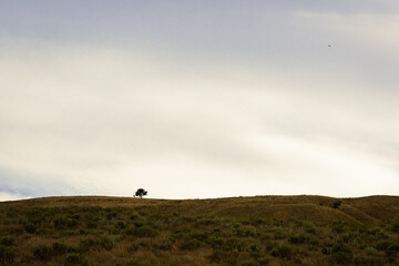 Obraz premium lonely tree and sky