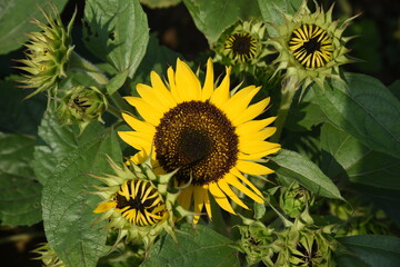 Seasonal background in summer / Sunflower
