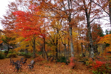 岐阜県ひるがの分水嶺公園、紅葉の絨毯とベンチ