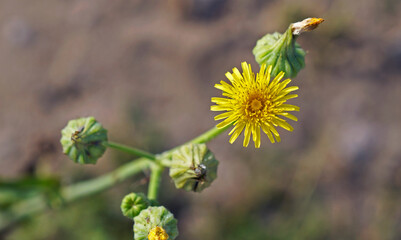 Common sow thistle flower (Sonchus oleraceus)
