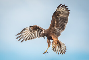 Wild hawk landing New Zealand Kahu