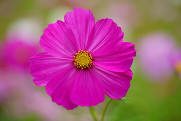 Obraz premium コスモス畑、花のアップ