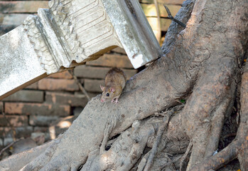 Brown Rat (Rattus norvegicus)