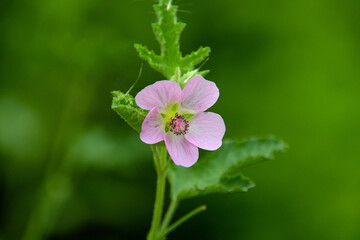 アニソドンティアの花