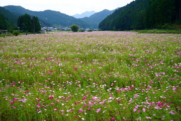 Obraz premium コスモス園の遠景